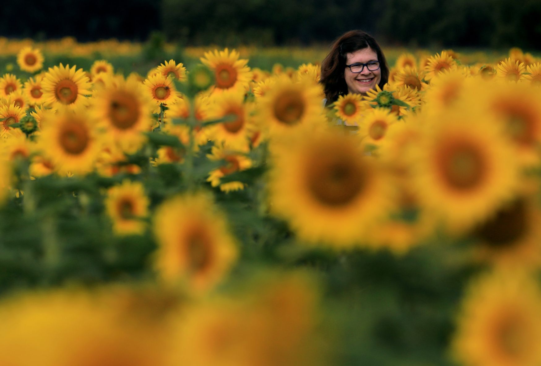 Sunflowers blooming at Columbia Bottom Conservation Area in North St. Louis County.